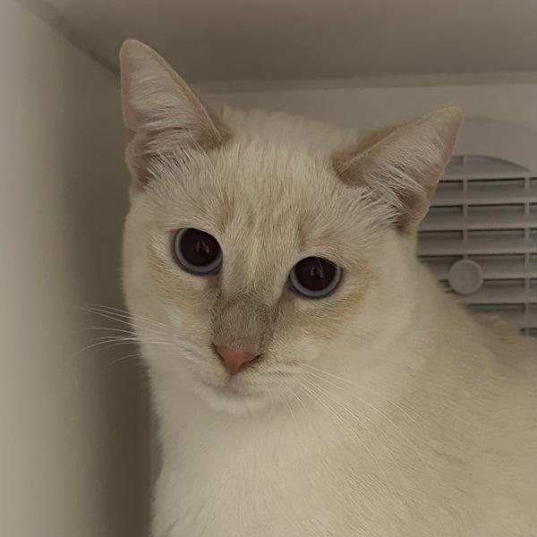 Splendib, Adoptable, Young Female Siamese.