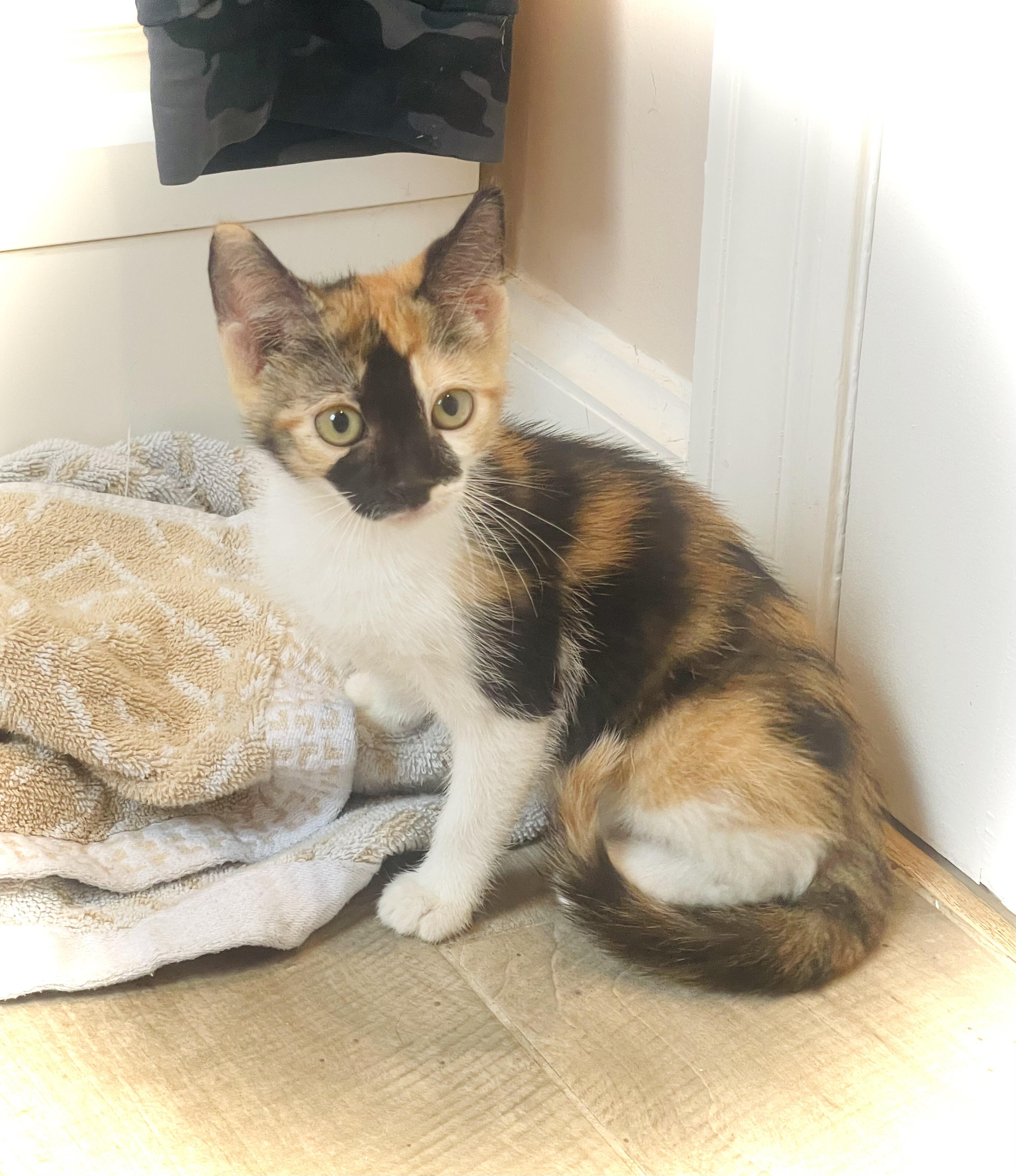 Enlarge Apple, a ADOPTABLE Calico in Warren, NJ image 4/5