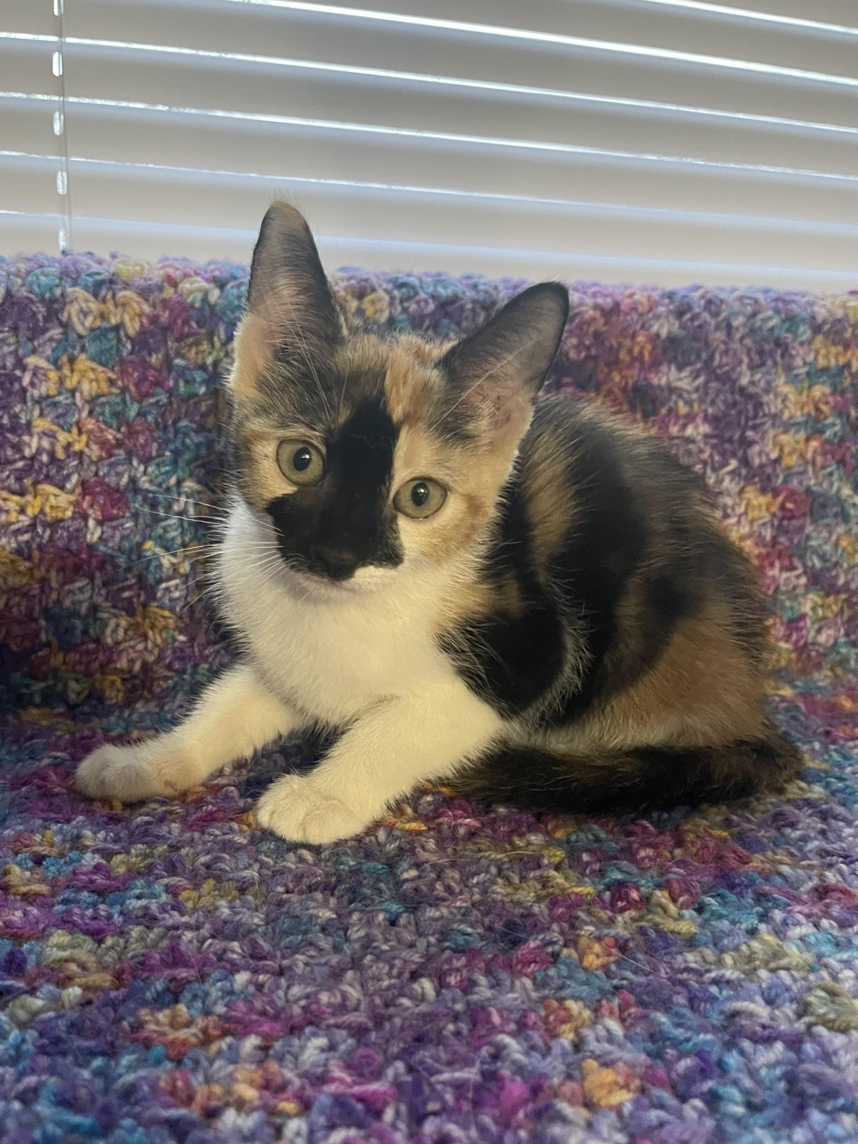 Apple, ADOPTABLE, Kitten Female Calico.