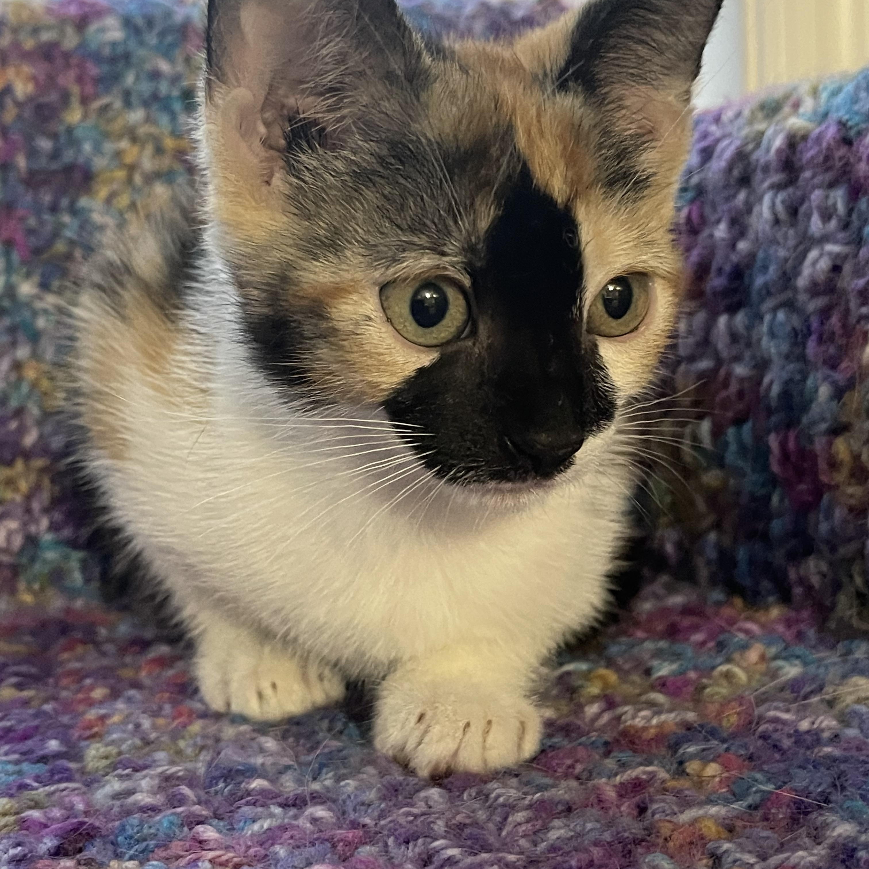 Enlarge Apple, a ADOPTABLE Calico in Warren, NJ image 5/5