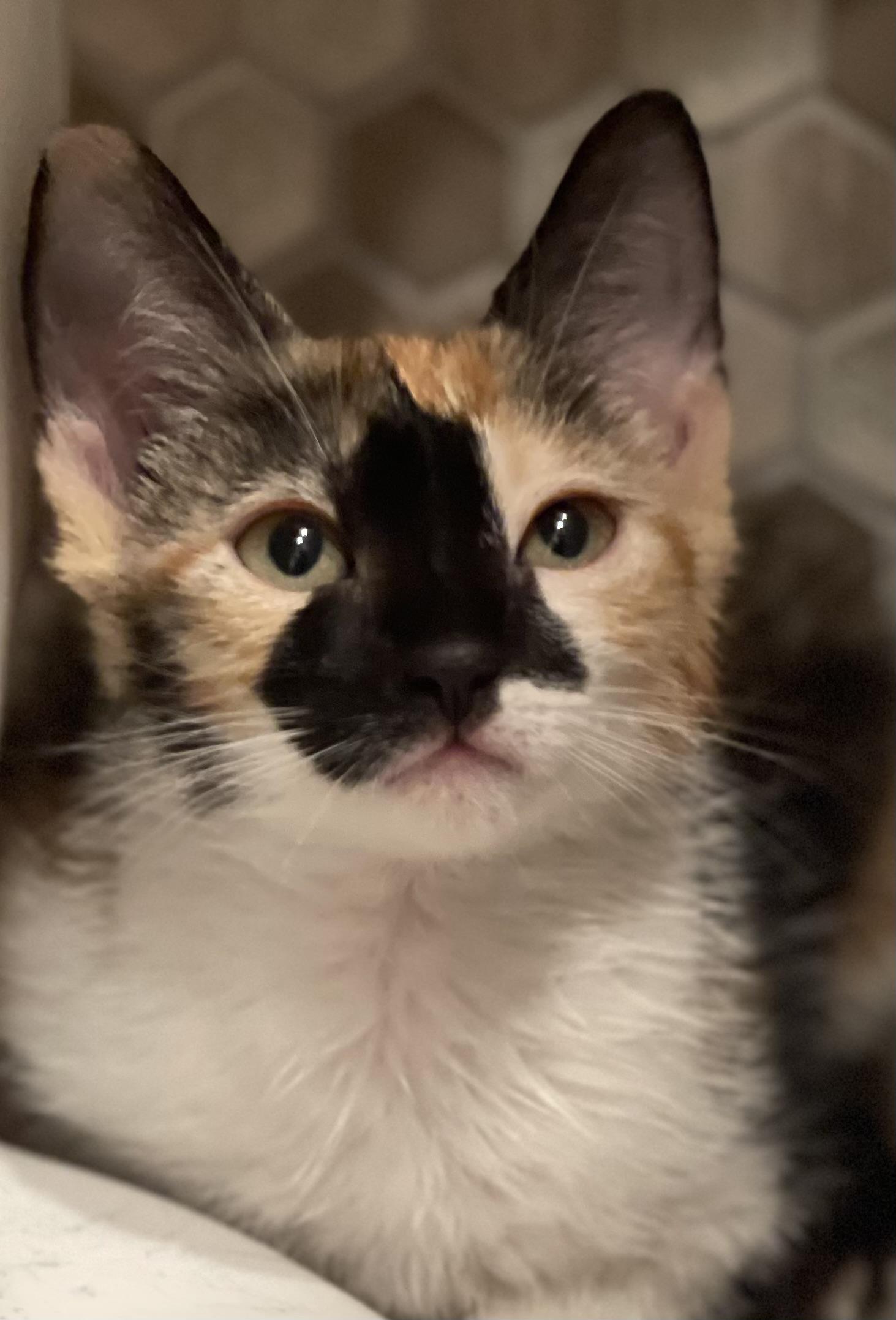 Enlarge Apple, a ADOPTABLE Calico in Warren, NJ image 2/5