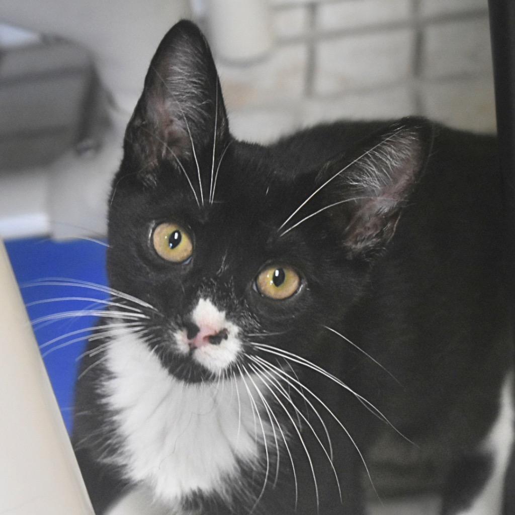 Mallard, Adoptable, Kitten Male Domestic Short Hair.