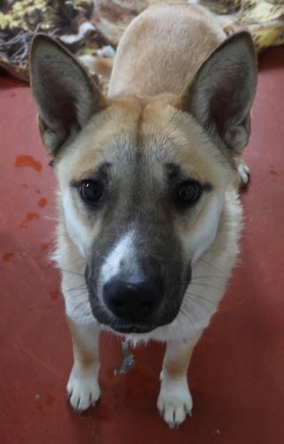 Nesta, Adoptable, Adult Female Shepherd.