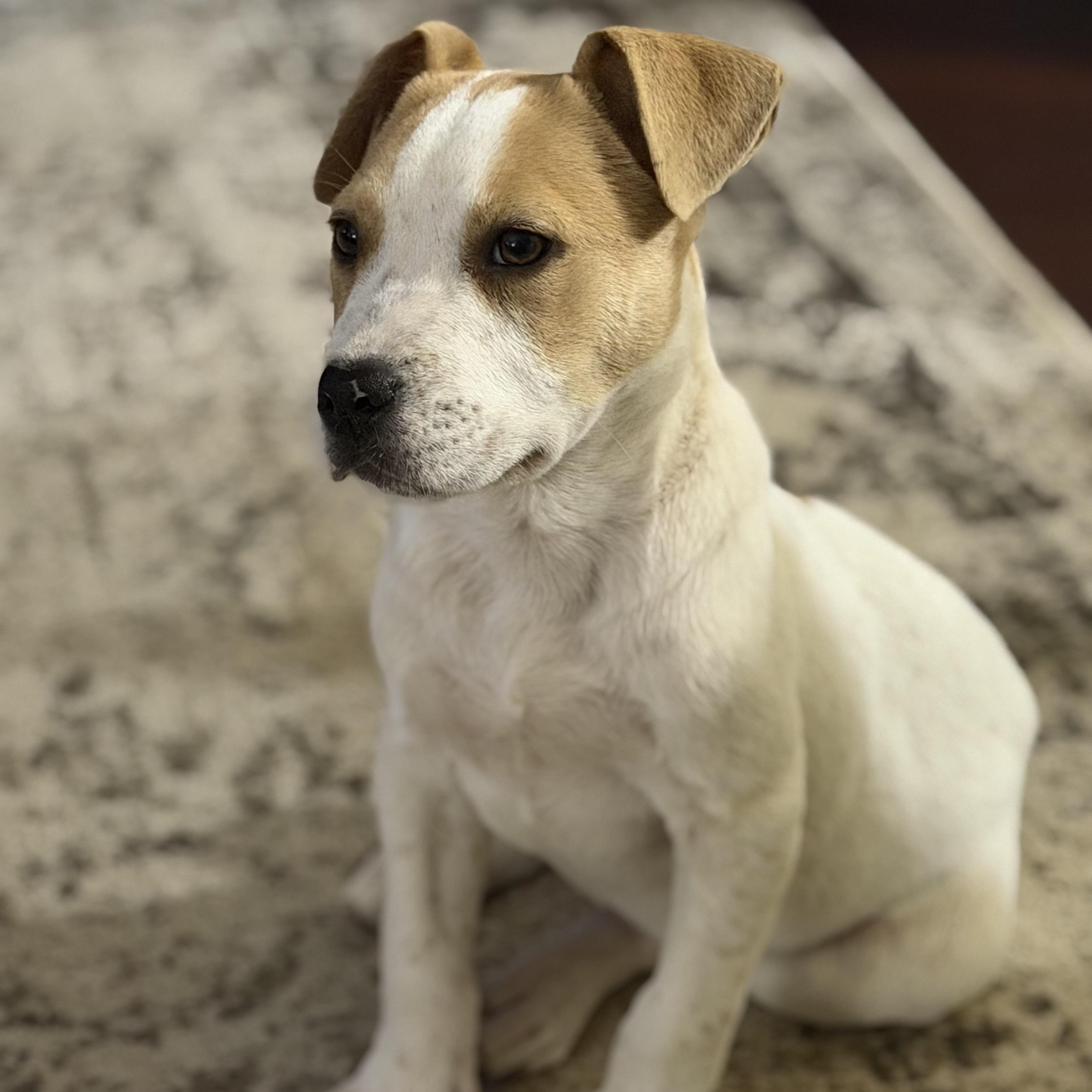 Enlarge Odie, a Adoptable mixed breed in Roscoe, IL image 4/5