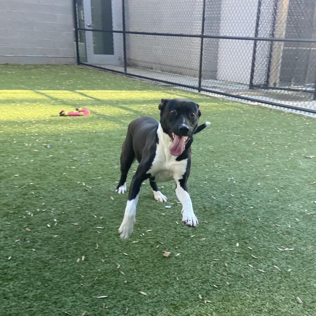 Dumont, Adoptable, Adult Female Labrador Retriever.