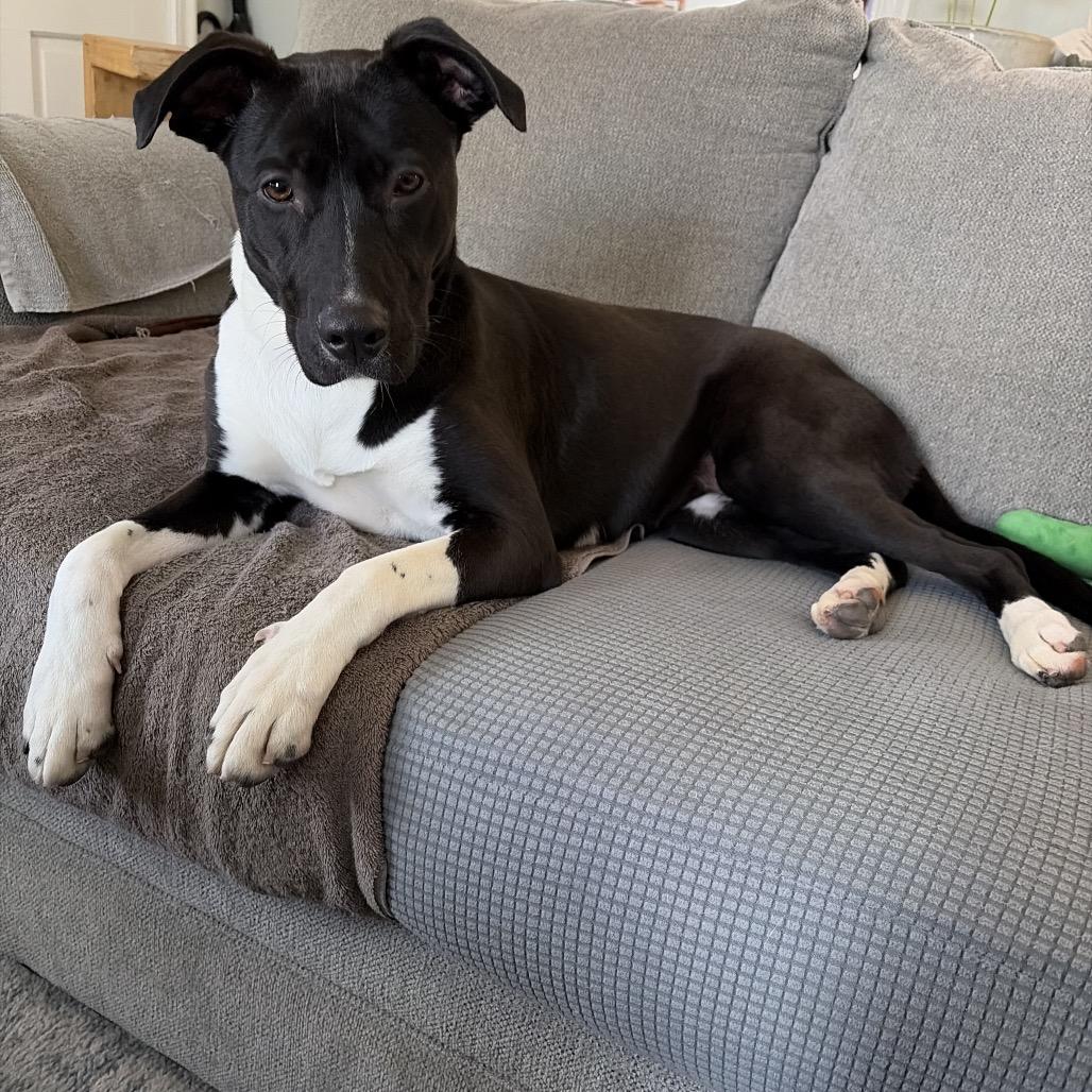 Enlarge Dumont, a Adoptable Labrador Retriever in Greensboro, NC image 2/6