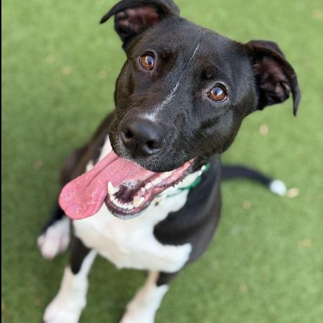 Enlarge Dumont, a Adoptable Labrador Retriever in Greensboro, NC image 3/6