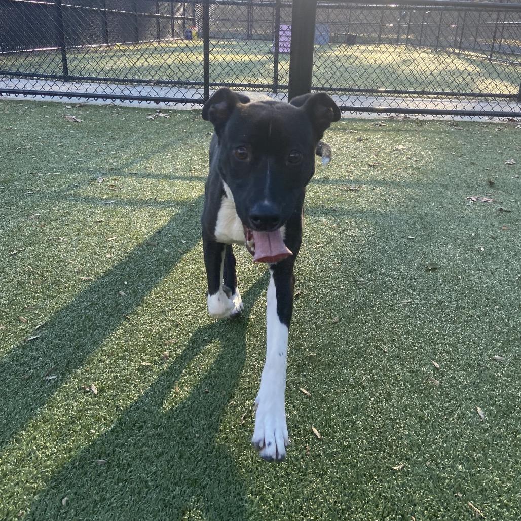 Enlarge Dumont, a Adoptable Labrador Retriever in Greensboro, NC image 4/6