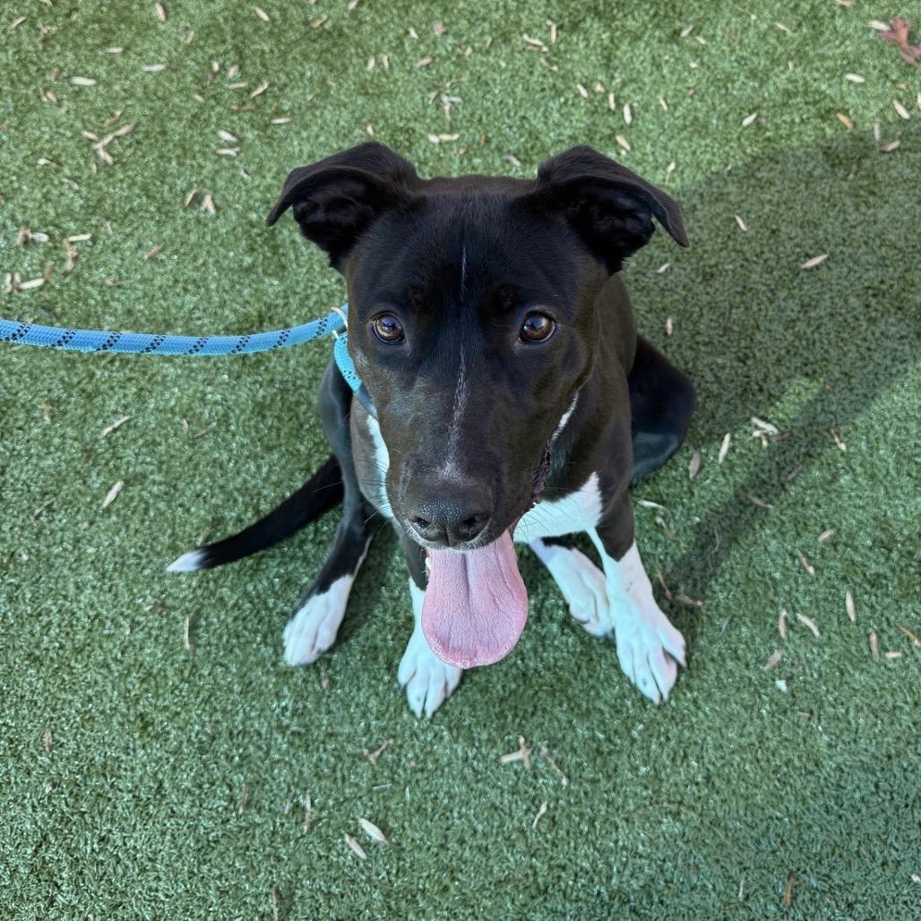 Enlarge Dumont, a Adoptable Labrador Retriever in Greensboro, NC image 6/6