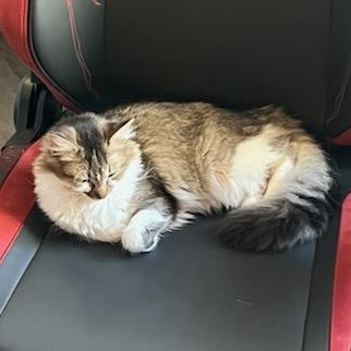 OMG, an adoptable Domestic Long Hair in Avon, NY image 1/4