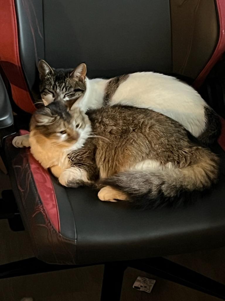 OMG, an adoptable Domestic Long Hair in Avon, NY image 3/4