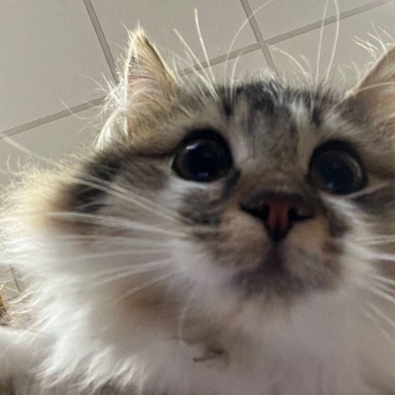 OMG, an adoptable Domestic Long Hair in Avon, NY image 2/4