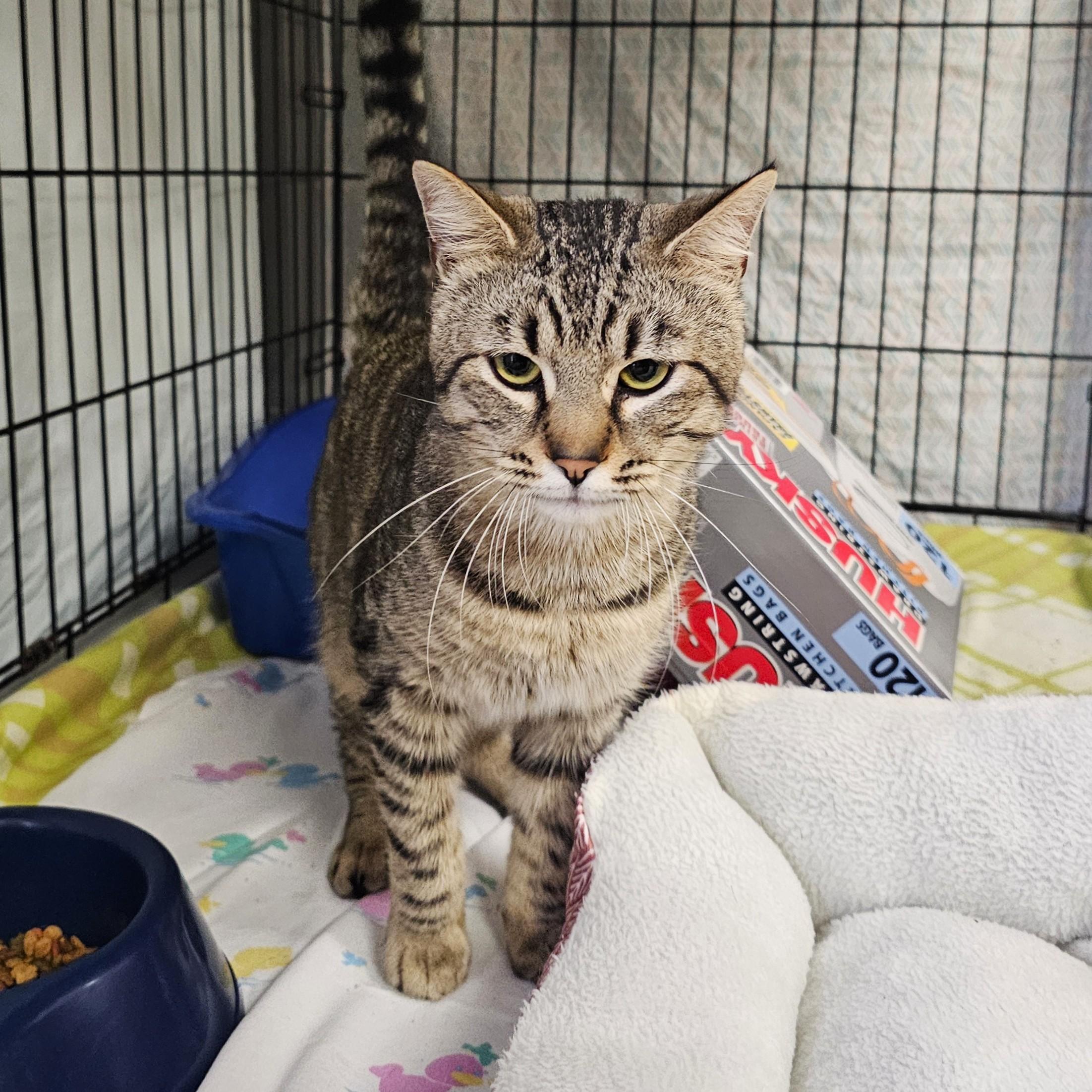 Prince, adopted, Young Male Domestic Short Hair & Tabby.