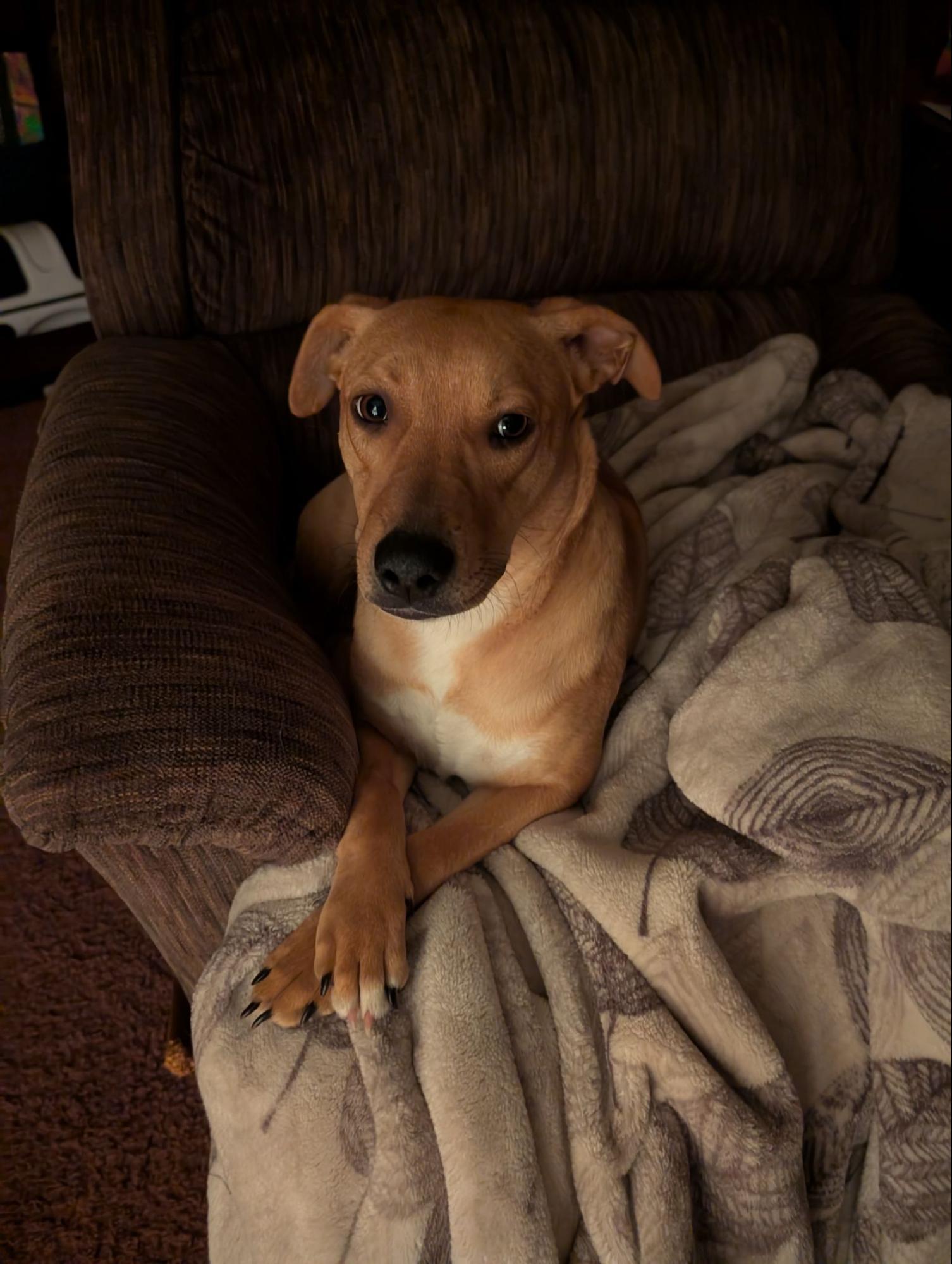 Cramer, Baby Male Mixed Breed