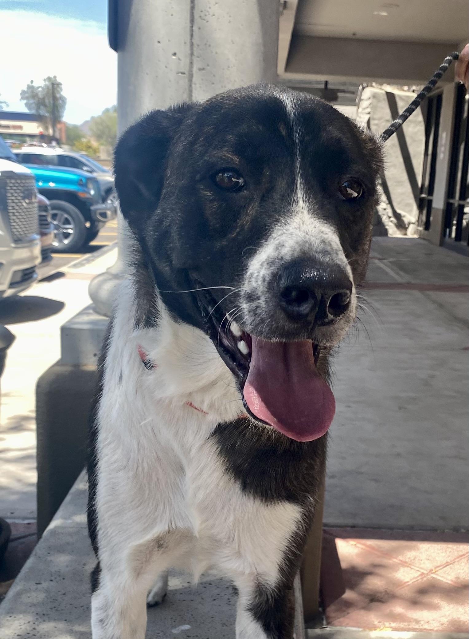 Phoenix, Adoptable, Adult Male Pit Bull Terrier & Australian Cattle Dog / Blue Heeler.