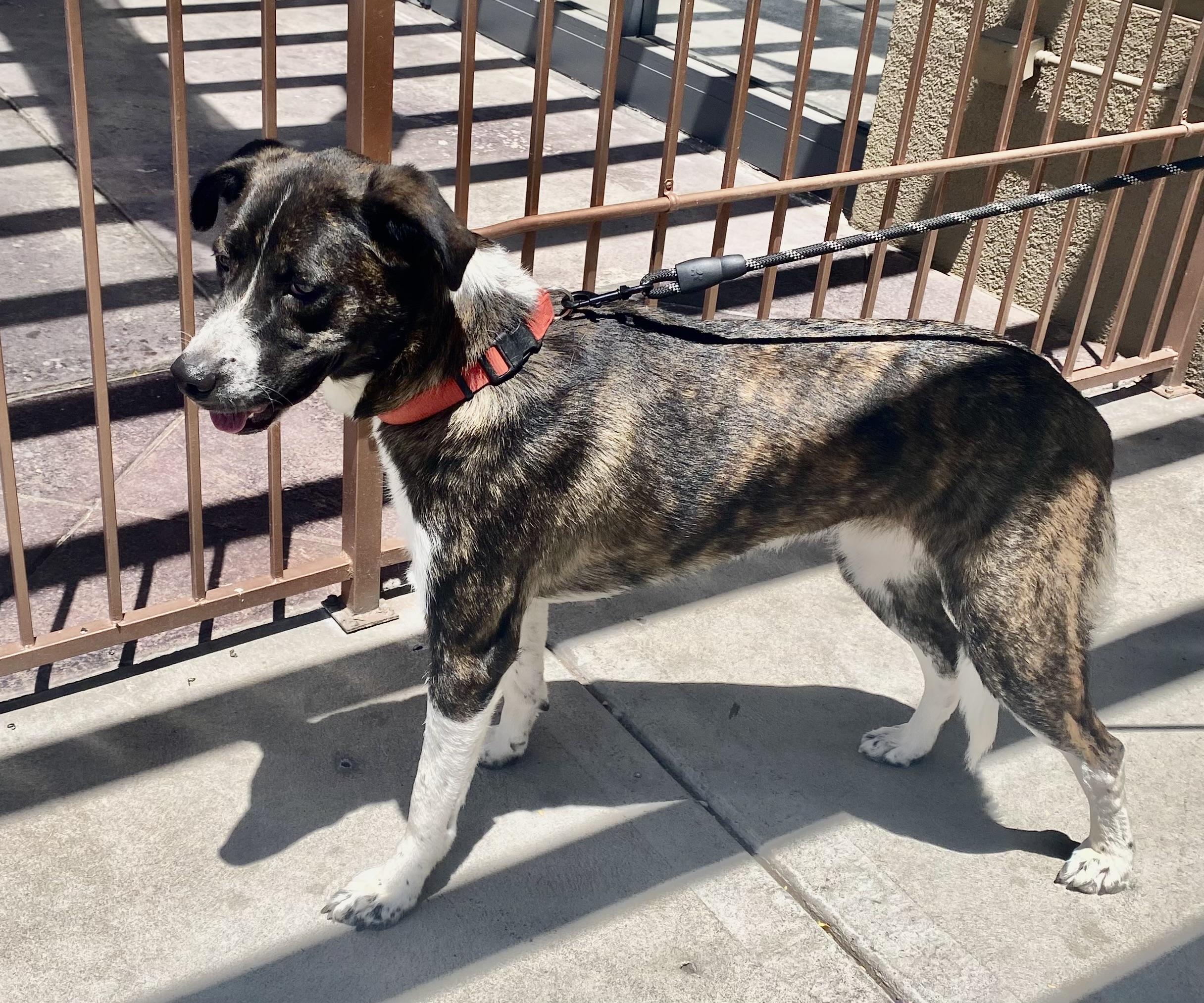 Enlarge Phoenix, a Adoptable mixed breed in Phoenix, AZ image 2/6