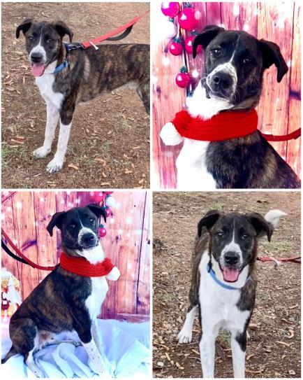 Enlarge Phoenix, a Adoptable mixed breed in Phoenix, AZ image 6/6