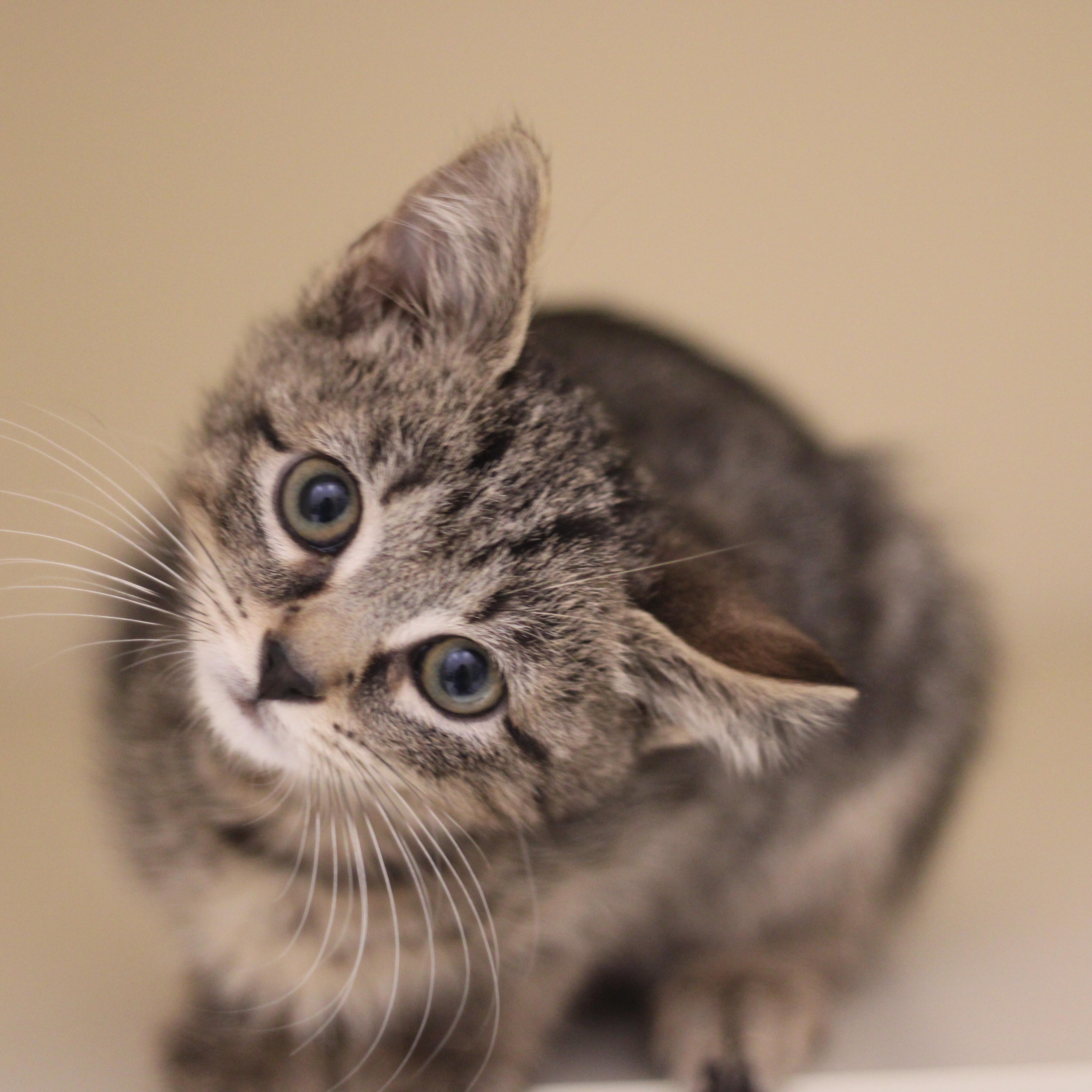 Enlarge Luke, a ADOPTABLE Domestic Short Hair in Cooperstown, NY image 1/2