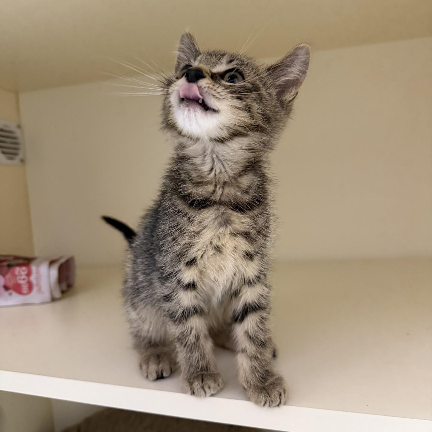 Enlarge Luke, a ADOPTABLE Domestic Short Hair in Cooperstown, NY image 2/2