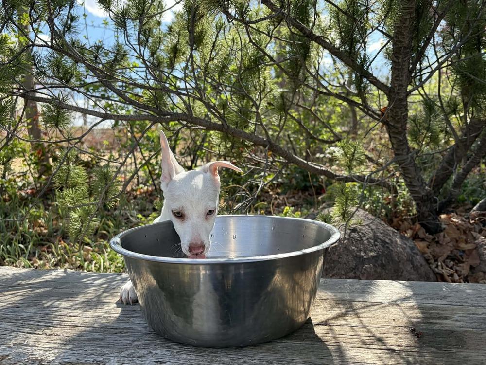Dobbie, Adoptable, Puppy Male Terrier & Dachshund.