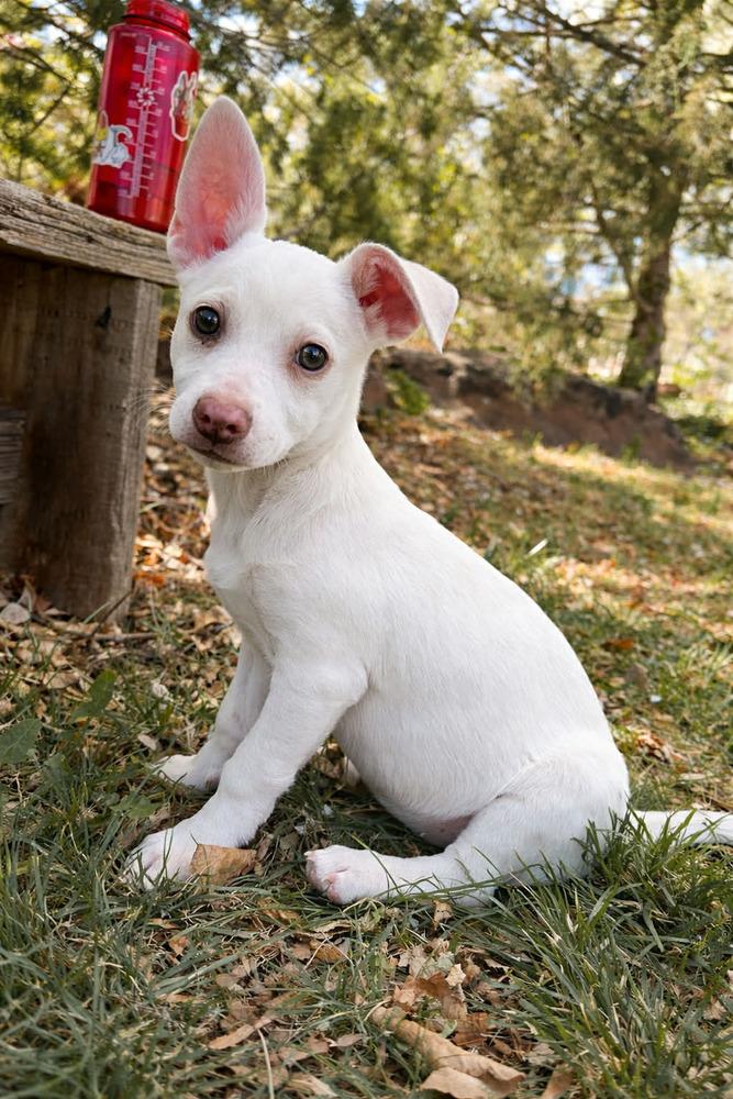 Enlarge Dobbie, a Adoptable mixed breed in Boulder, CO image 2/2