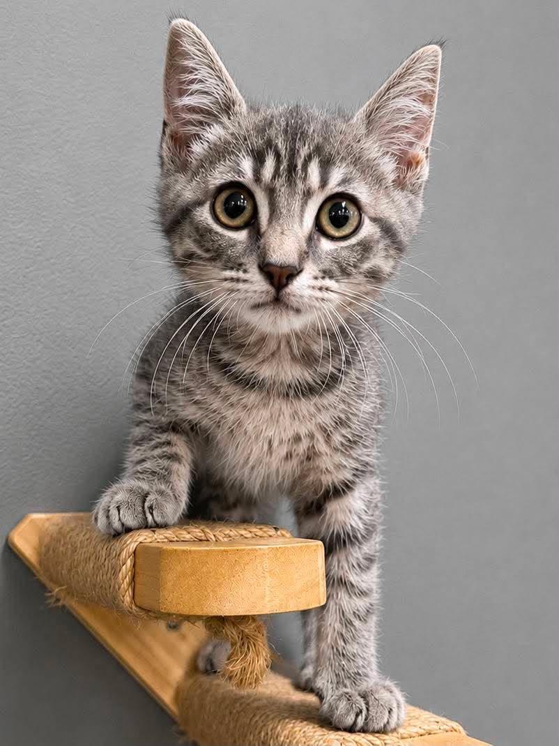 Hamilton, an adopted Domestic Short Hair in Sioux Falls, SD image 1/4