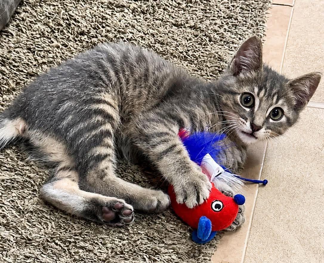 Hamilton, an adopted Domestic Short Hair in Sioux Falls, SD image 3/4