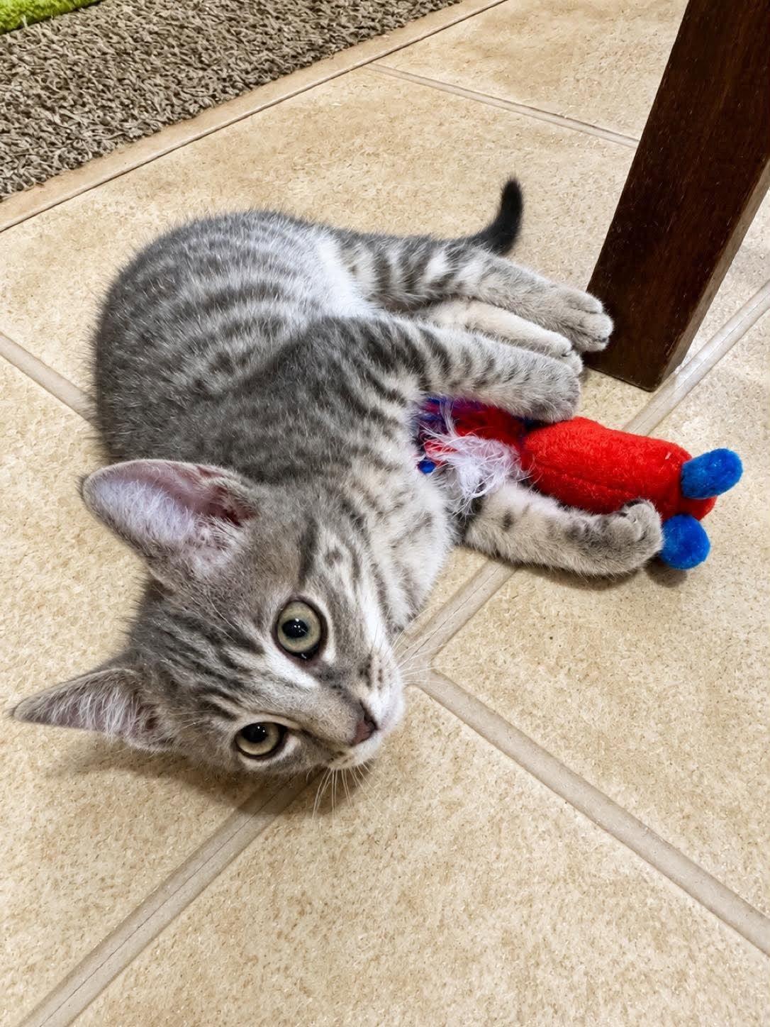 Hamilton, an adopted Domestic Short Hair in Sioux Falls, SD image 4/4
