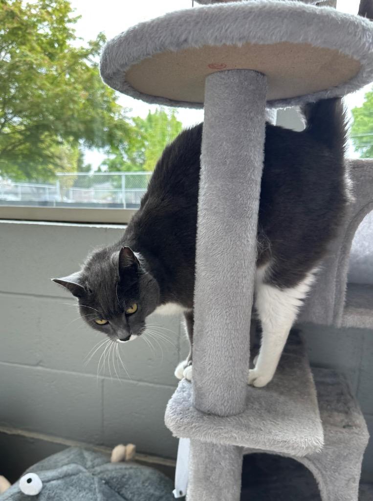 Enlarge Winnie, a Adoptable mixed breed in Newberg, OR image 1/6