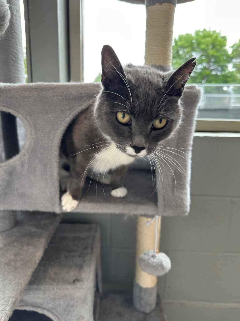 Enlarge Winnie, a Adoptable mixed breed in Newberg, OR image 2/6