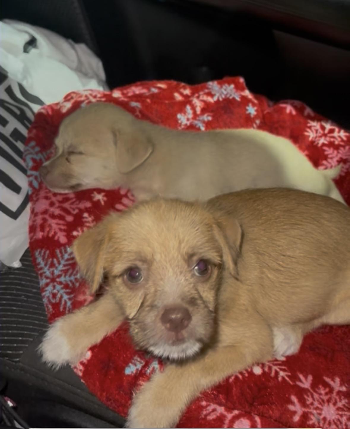 Enlarge Leo, a Adoptable mixed breed in Gainesville, VA image 1/1