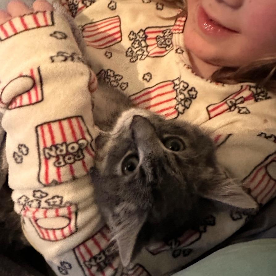 Pawbert — thumbnail 2