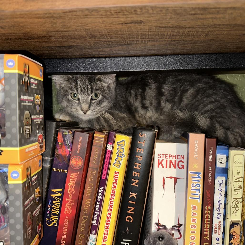 Pawbert — thumbnail 3