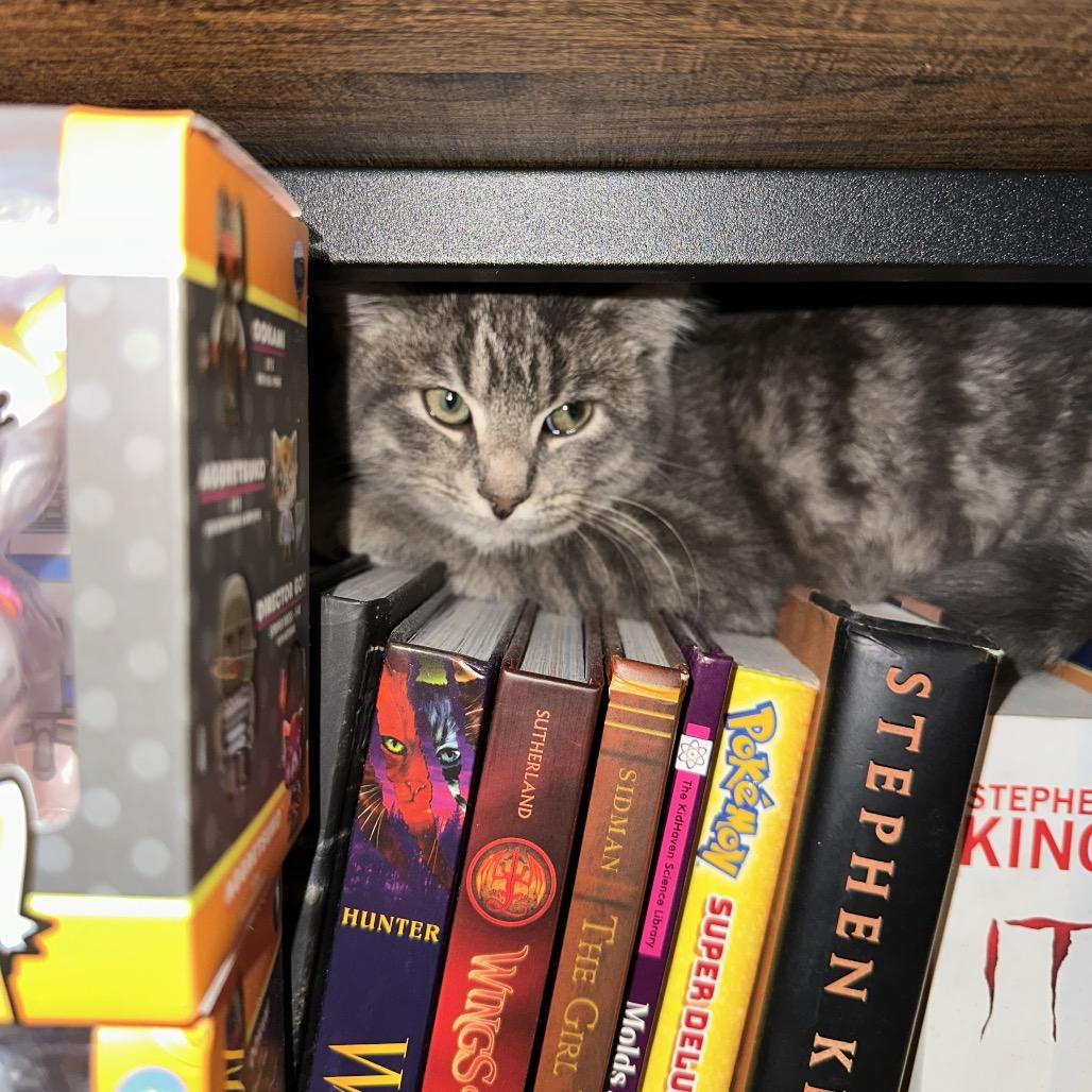 Pawbert — thumbnail 4