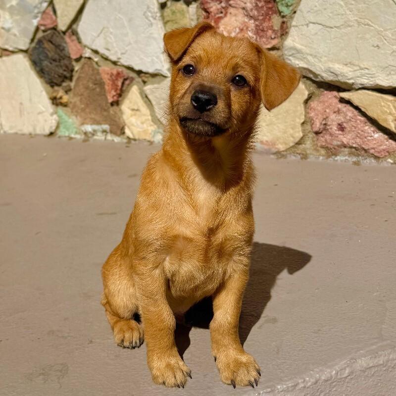 Toffee, Adoptable, Young Male Collie & Mixed Breed.