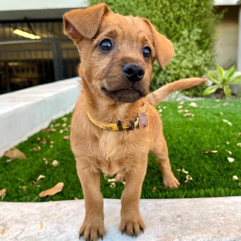 Enlarge Toffee, a Adoptable mixed breed in Valley Village, CA image 2/4