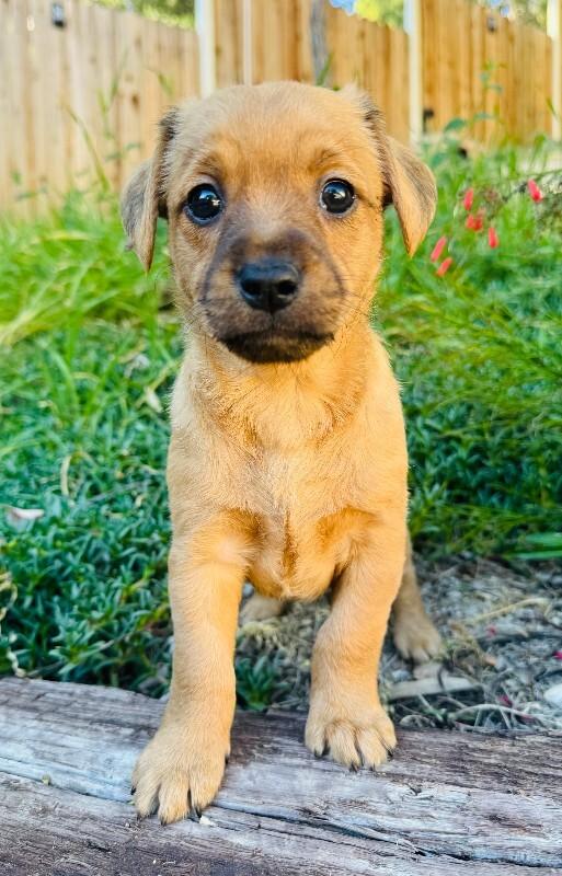 Enlarge Toffee, a Adoptable mixed breed in Valley Village, CA image 1/2