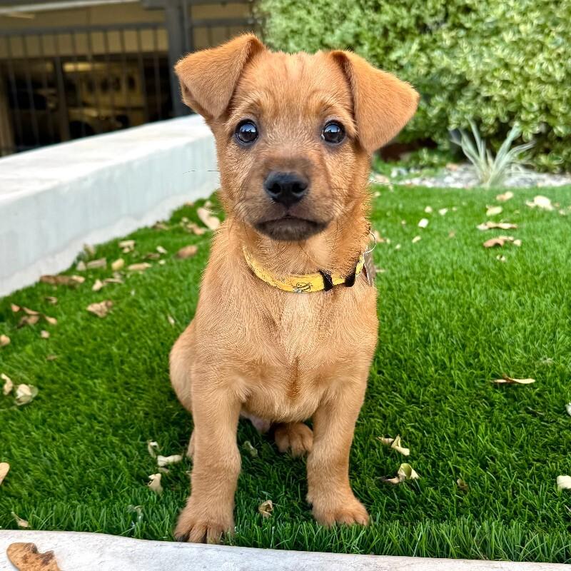 Enlarge Toffee, a Adoptable mixed breed in Valley Village, CA image 3/4