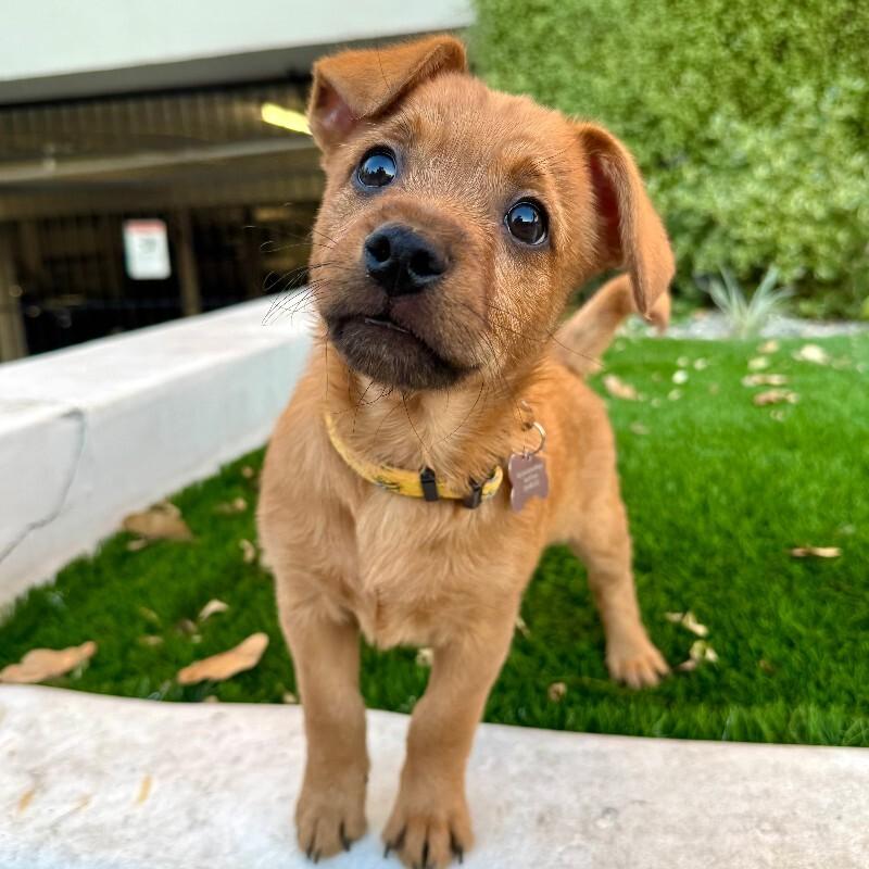 Enlarge Toffee, a Adoptable mixed breed in Valley Village, CA image 4/4