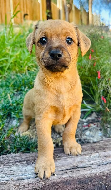 Enlarge Toffee, a Adoptable mixed breed in Valley Village, CA image 2/2