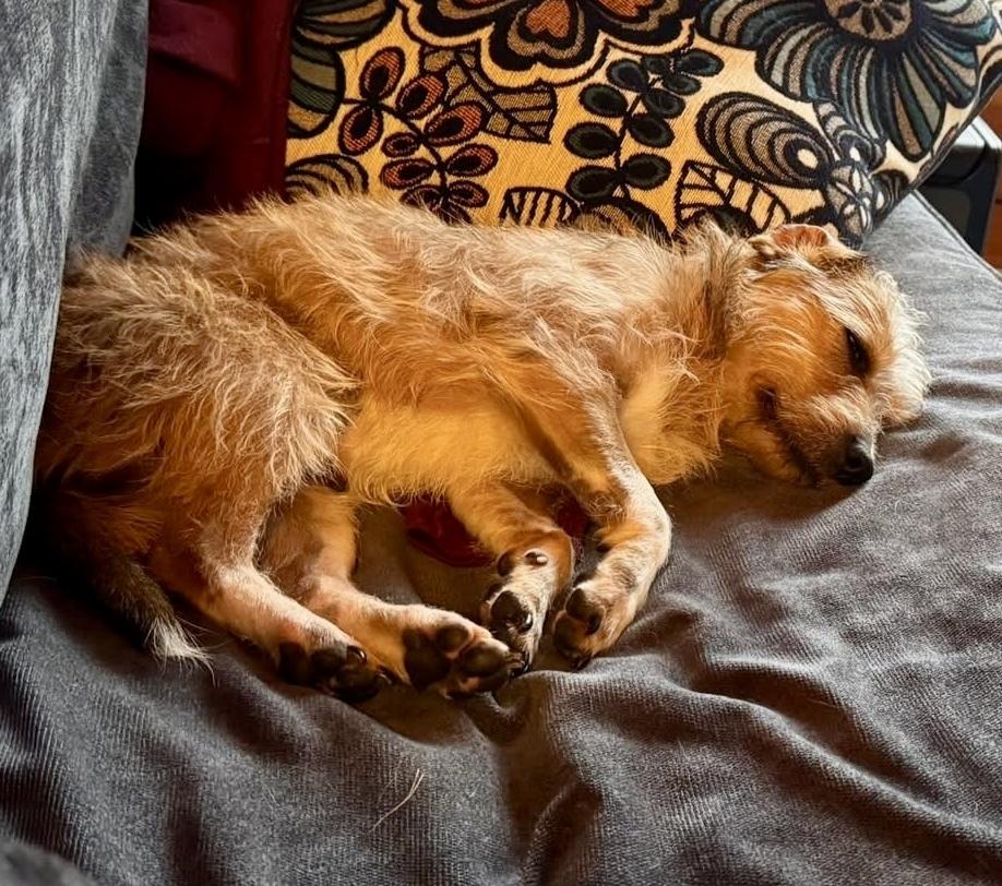 Enlarge Benji, a Adoptable mixed breed in Middletown, CT image 2/6