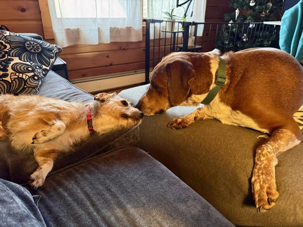 Enlarge Benji, a Adoptable mixed breed in Middletown, CT image 3/6