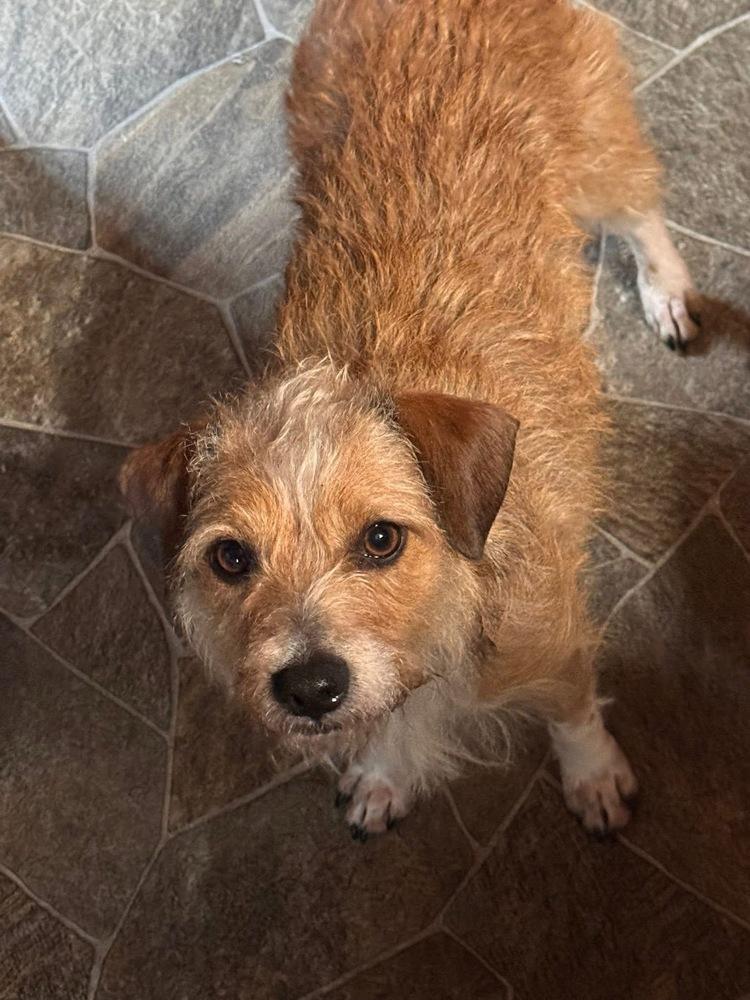 Enlarge Benji, a Adoptable mixed breed in Middletown, CT image 4/6