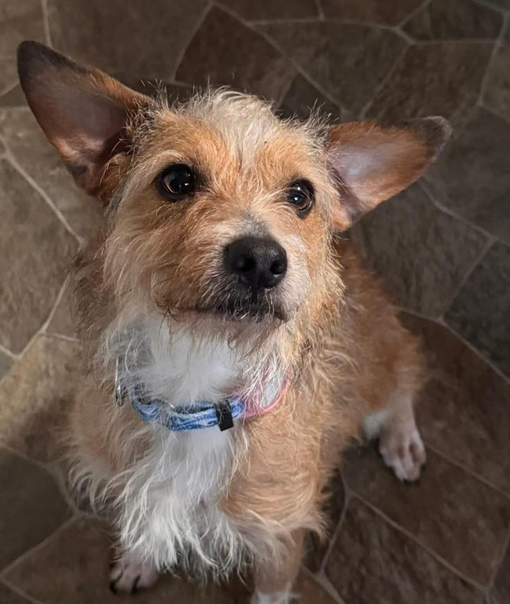 Enlarge Benji, a Adoptable mixed breed in Middletown, CT image 5/6