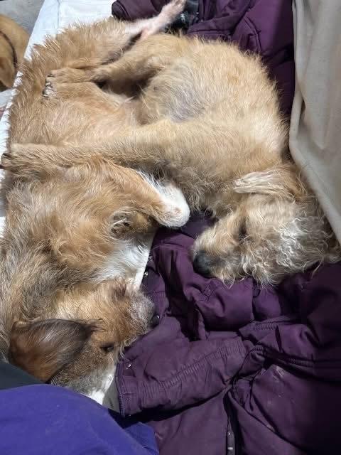 Enlarge Benji, a Adoptable mixed breed in Middletown, CT image 6/6