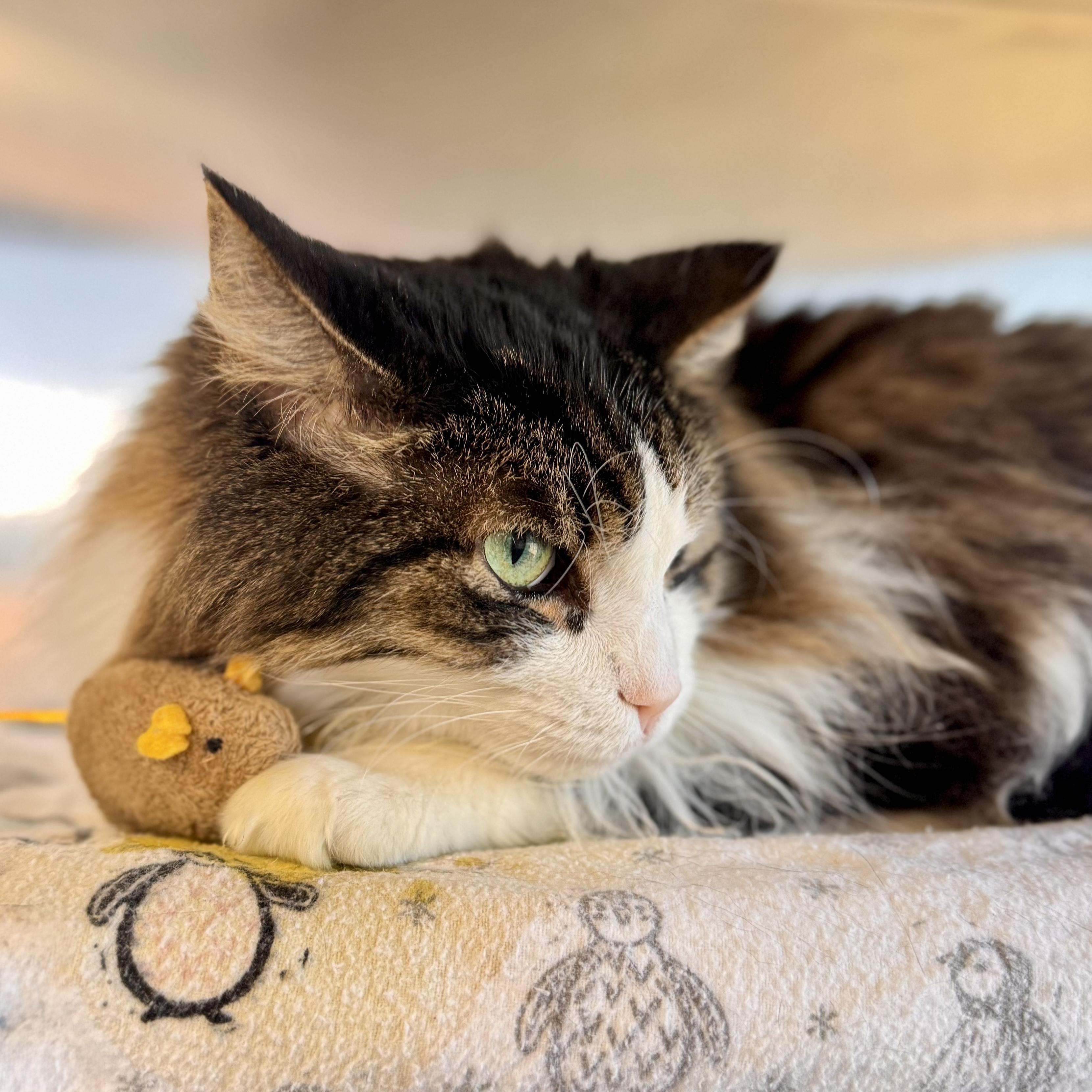 Enlarge Milo, an adopted Domestic Long Hair in Midland, MI image 1/3