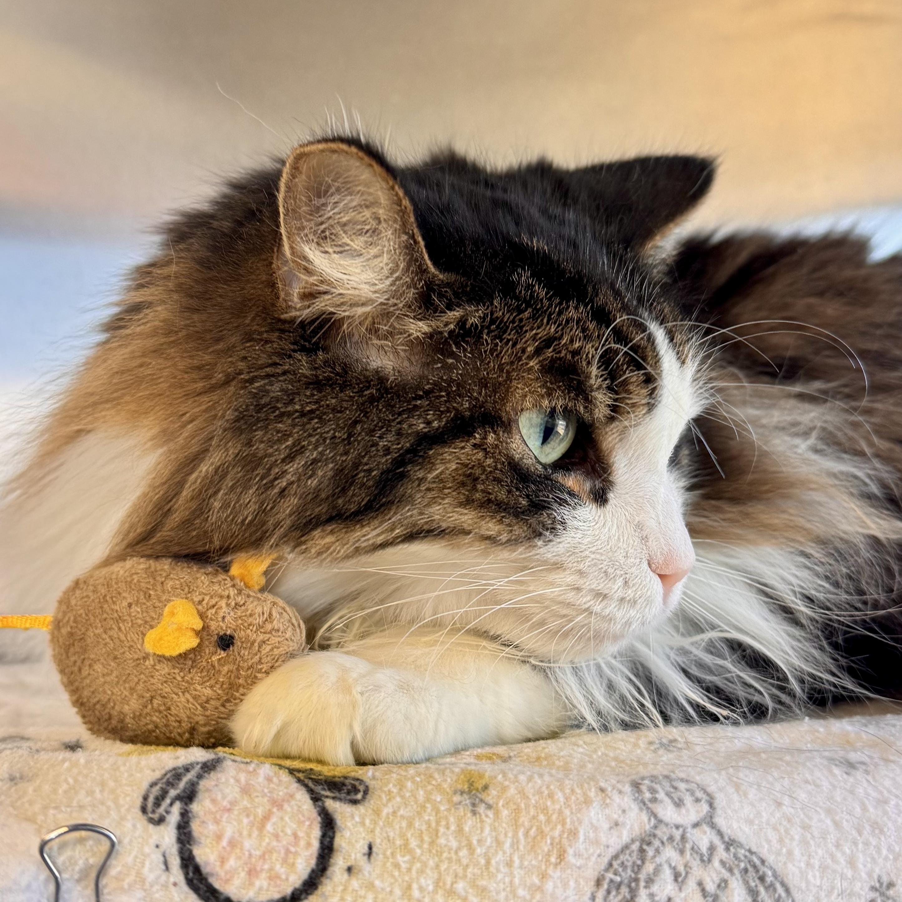 Enlarge Milo, an adopted Domestic Long Hair in Midland, MI image 2/3