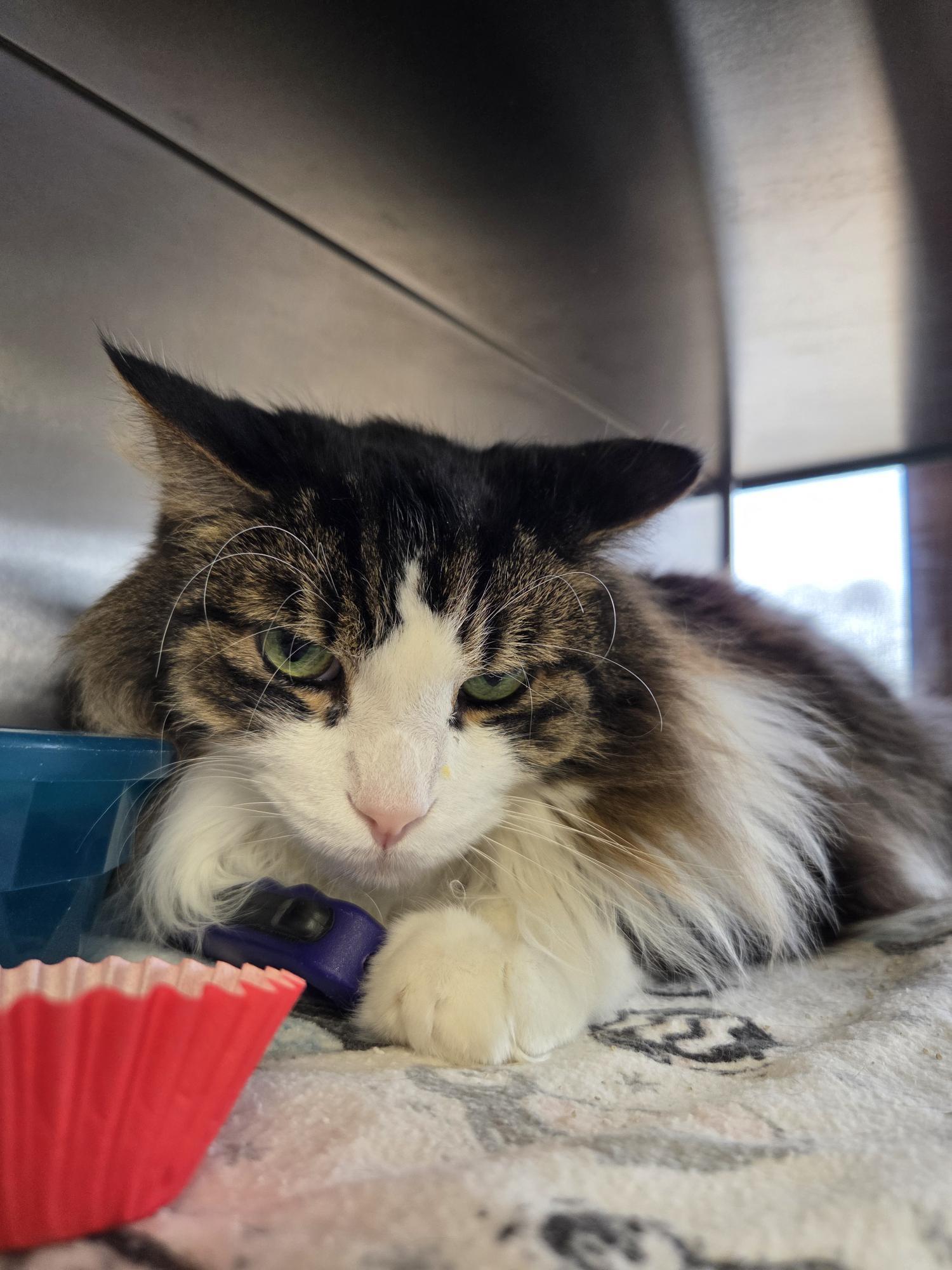 Enlarge Milo, an adopted Domestic Long Hair in Midland, MI image 3/3