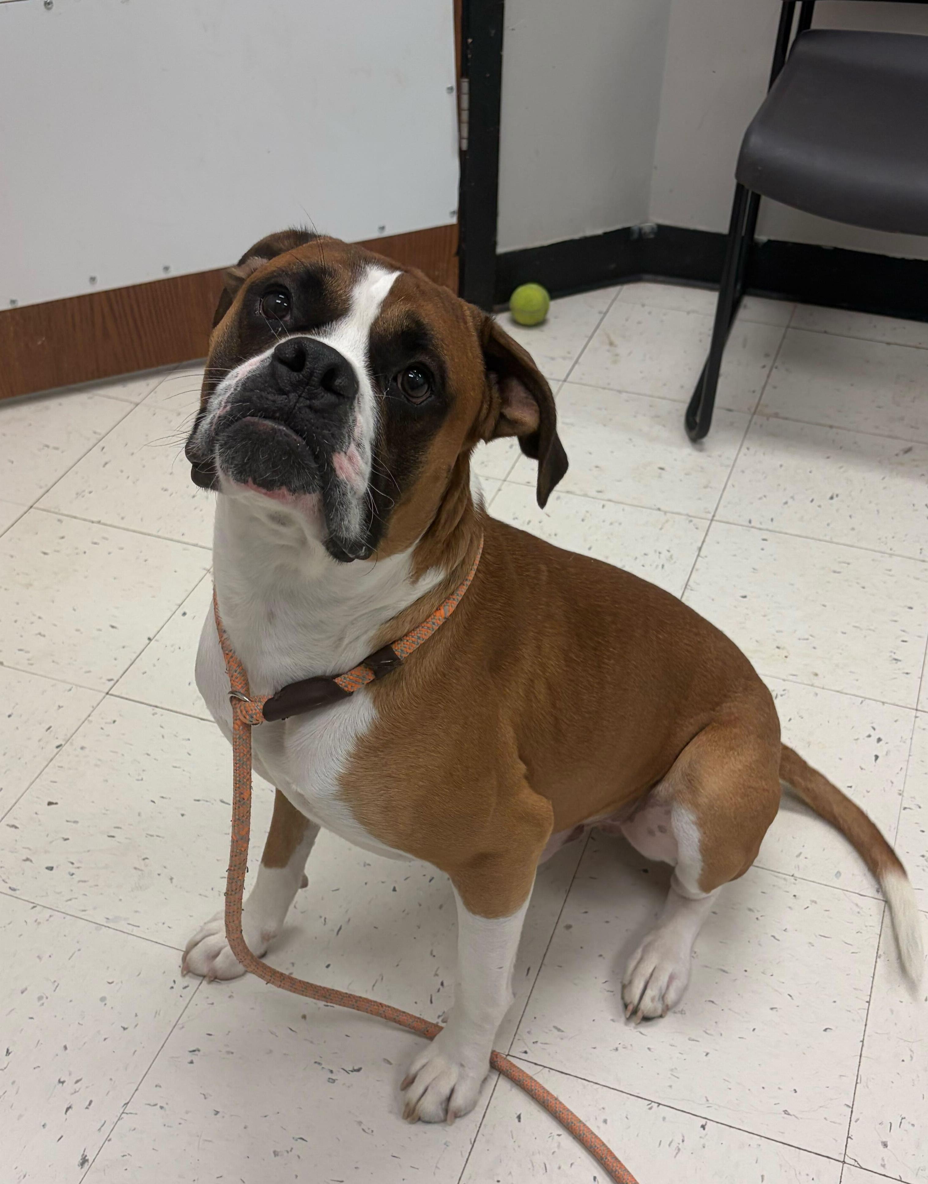 Enlarge Brutus , an adopted mixed breed in Cedar Rapids, IA image 2/3