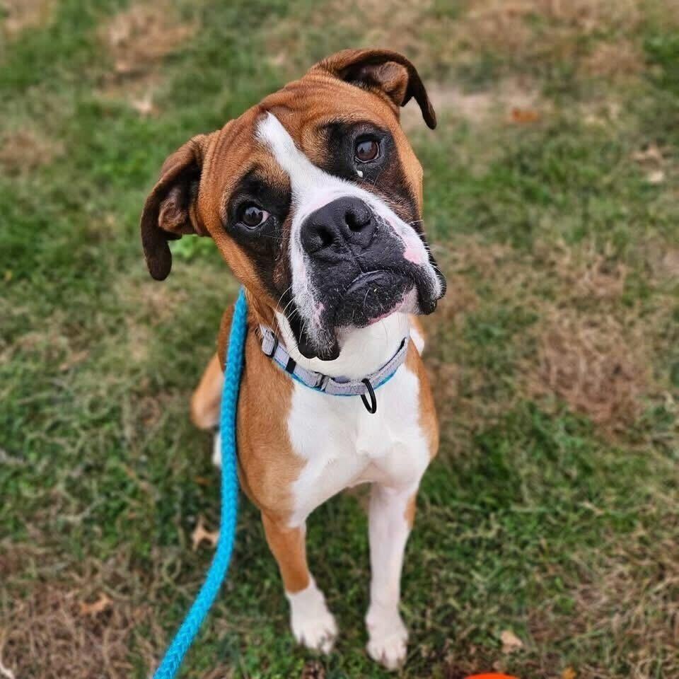 Enlarge Brutus , an adopted mixed breed in Cedar Rapids, IA image 1/3